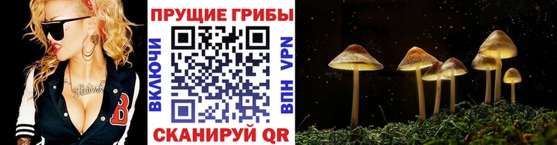 Галлюциногенные грибы MAGIC MUSHROOMS  где найти   Белокуриха 
